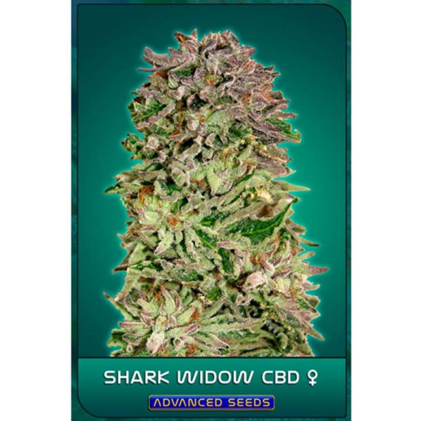 SHARK WIDOW CBD FEM
 3 UD