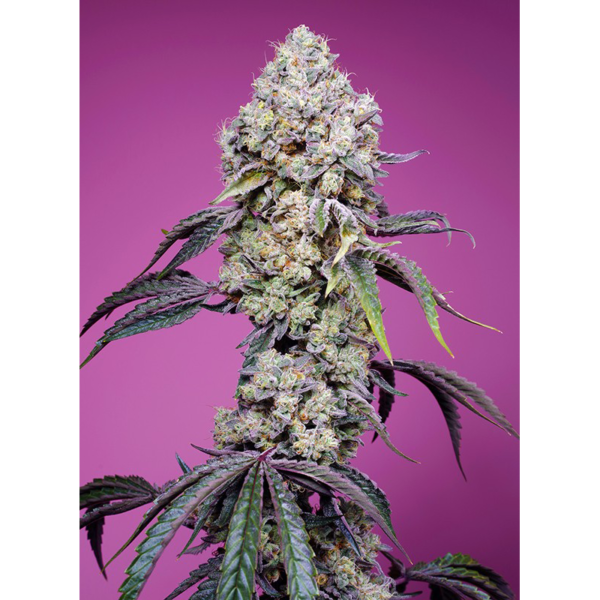 SWEET MANDARINE ZKITTLEZ FAST VERSION FEM
 7 UD